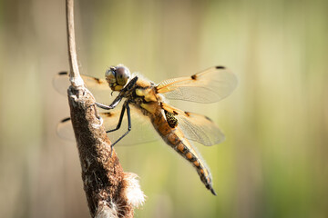 four-spotted chaser on a branch