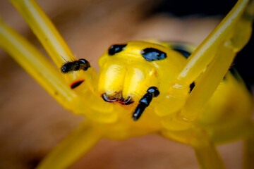 closeup eight spotted crab spider