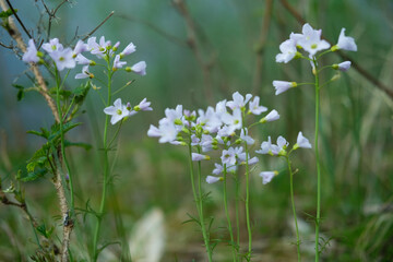 flowers in the meadow