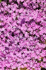Pink flower background with phlox