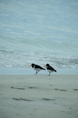 oystercatchers on the beach