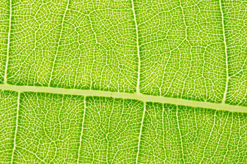 Tropical plant leaf in backlight
