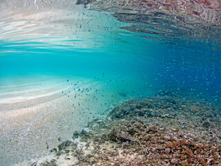 Transition zone from the sandbank to the coral reef