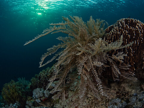 Stinging Hydrozoan - Aglaophenia cupressina - Zypressen-Nesselfarn