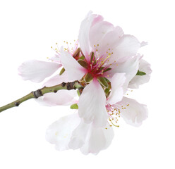 Tree branch with beautiful blossoms isolated on white. Spring season