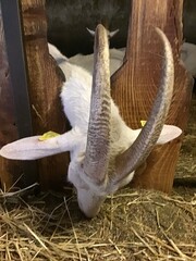 Goat in a farm 