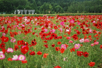 Amazing poppy field landscape against colorful sky. Field full of poppy flowers. Red poppy....