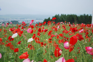 Amazing poppy field landscape against colorful sky. Field full of poppy flowers. Red poppy....