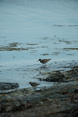 Calidris on the beach