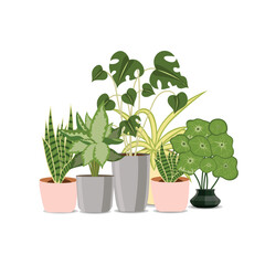Vector illustration of tropical indoor plants such as a snake plant (Sansevieria) or other varieties.
