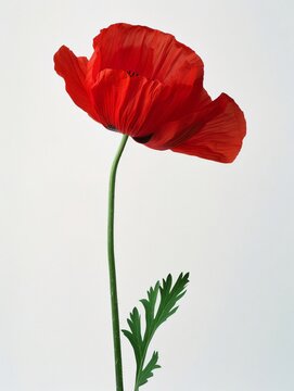 red poppy isolated on white