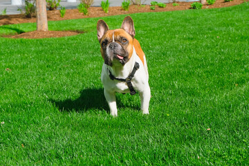 drooling french bulldog with tongue out standing on the grass, funny pets 