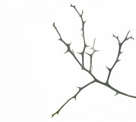 Branch wild yellow lemon isolated on white, clipping	