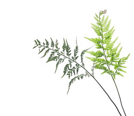 Fresh green fern leaf isolated on white background	