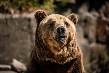 Closeup of a Kodiak bears snout in natural landscape