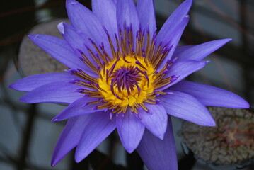 Nymphaea lotus, Egyptian lotus, tiger lotus, white lotus or Egyptian white water-lily, water lily, close-up.