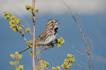 Song Sparrow (Melospiza melodia) singing with its head back and bill opened wide, perched in branches with yellow flowers. Song Sparrows are common songbirds of backyards, parks, and fields.