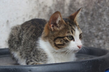 White and gray cats resting