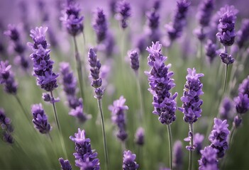 Naklejka premium lavender flowers in region very beautiful and detail image