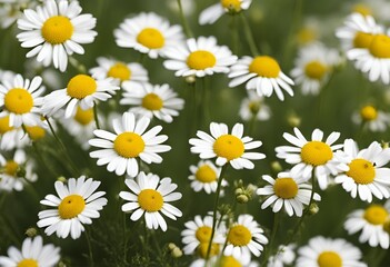 Very beautiful and detail image of  German chamomile
