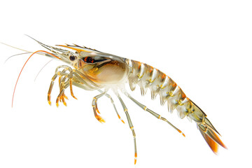 Detailed Pacific Shrimp Isolated on White Background for Seafood Enthusiasts