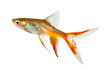 Fototapeta premium Beautiful Longfin Goldfish Gliding in the Freshwaters of East Asia