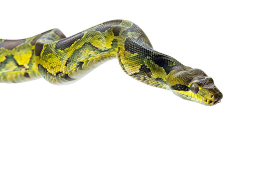 Intriguing Green Python in the Dense Forests of Southeast Asia