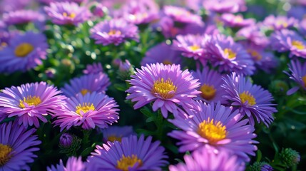 Aster field on a sunny day.