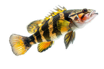 Fototapeta premium Vibrant Black and Yellow Striped Fish with Spiky Fins Isolated on White Background