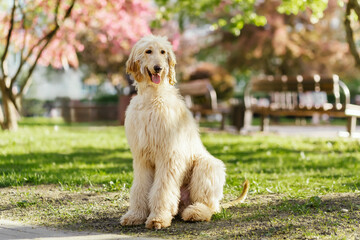 Portrait of young and beautiful afghan hound dog puppy sitting in the flowers tree garden, nature green pink background