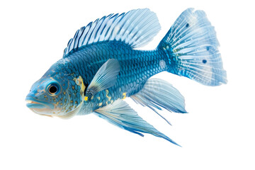 Fototapeta premium Stunning Blue Betta Fish with Flowing Fins Isolated on White Background