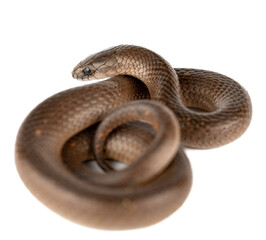 Smooth Earth Snake - Virginia valeriae - on white background 
