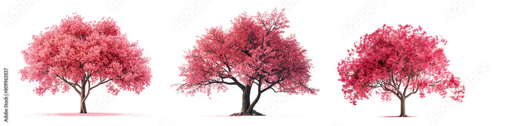 Poster cherry trees with red leaves isolated on transparent or white background. 3d rendering
