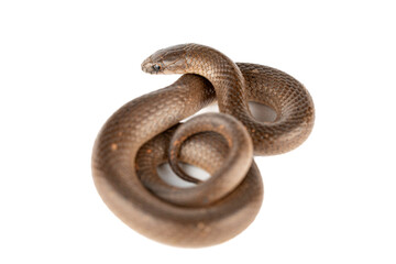 Smooth Earth Snake - Virginia valeriae - on white background 