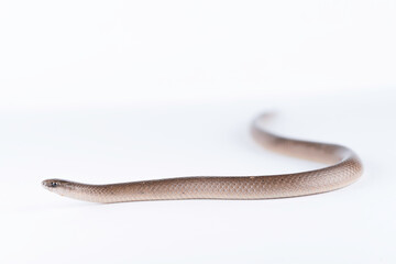 Smooth Earth Snake - Virginia valeriae - on white background 