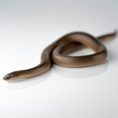Smooth Earth Snake - Virginia valeriae - on white background 