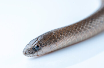 Smooth Earth Snake - Virginia valeriae - on white background 