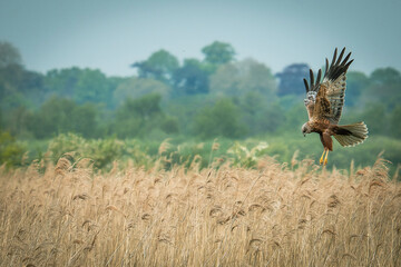 Marsh Harrier on the Norfolk broads