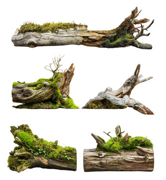 collection of broken log with tree trunks with moss isolated on transparent or white background