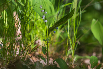 Lily of the valley - white flower with green leaves in the forest. Nice bokeh.