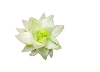 Haworthia Natural Live Succulent Plant, nice green color