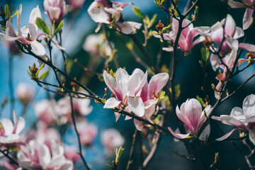 Magnolia flowers in spring, Magnolia flowers in Springtime