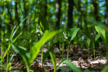 Lily of the valley - white flower with green leaves in the forest. Nice bokeh.