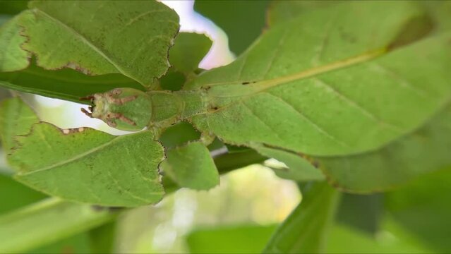 Close-up view of Young female leaf insect feeding a green leaf. Phyllium westwoodii well camouflaged among green leafs. High quality FullHD footage