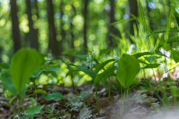 Lily of the valley - white flower with green leaves in the forest. Nice bokeh.