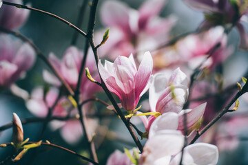 Magnolia flowers in spring, Magnolia flowers in Springtime
