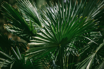 palm tree leaves, palm Leaf background, palm fronds