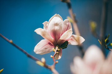 Magnolia flowers in spring, Magnolia flowers in Springtime