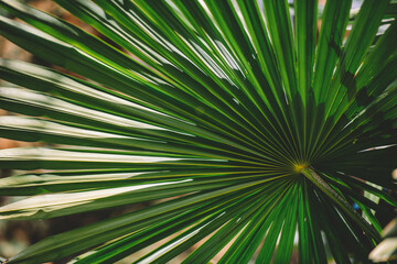 Obraz premium palm tree leaves, palm Leaf background, palm fronds