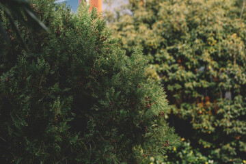 close up of a pine needles